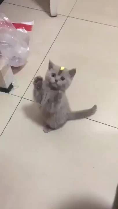 Kitten Is Confused ?