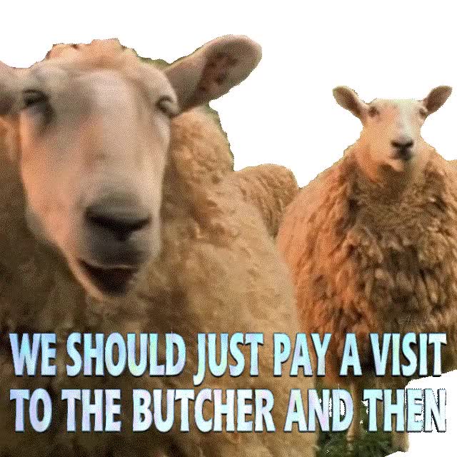 Sheeps-sticker