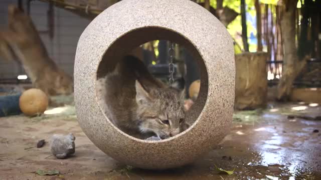 3 Lovable Lynx Kittens at San Diego Zoo