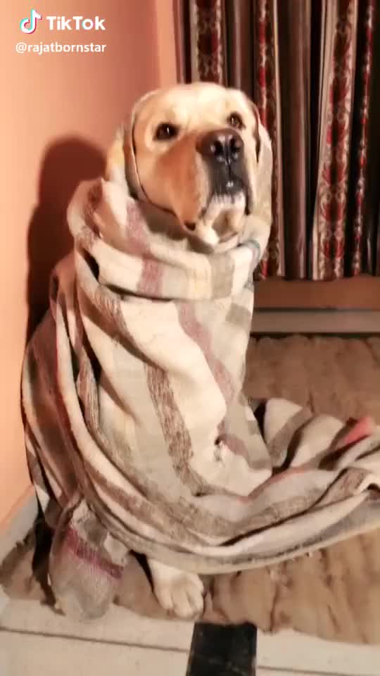 Best Version ? #omerimehbooba #dog #mydog #bruno #animallover  #featurethis #tiktok