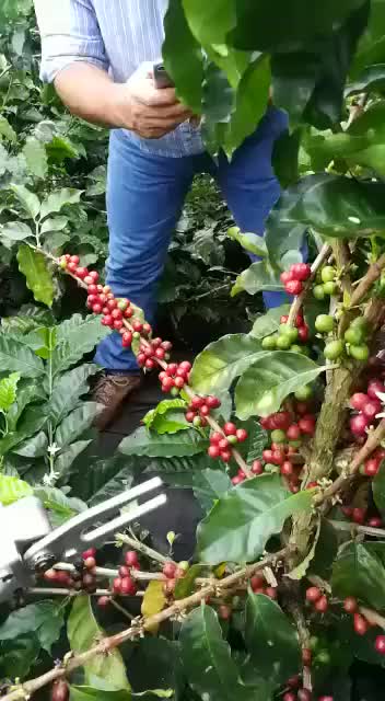 Harvest coffee beans