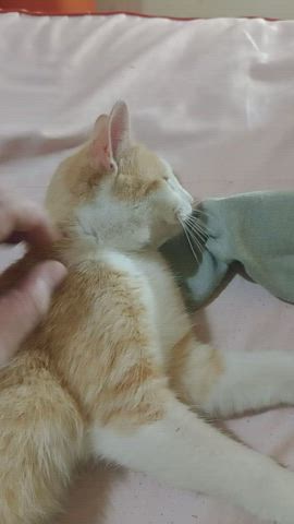 Kitten Kitty Snuggle clip