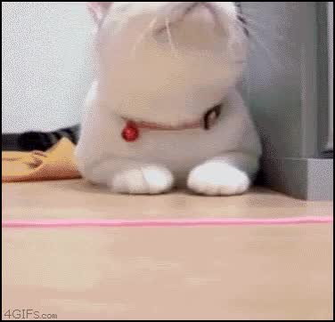 Astonished-cat