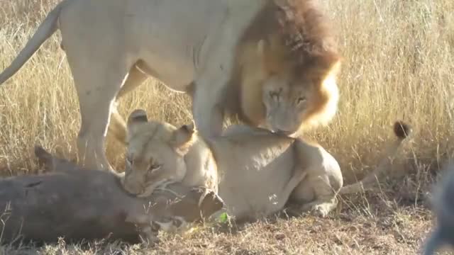 Lions mating while killing a Warthog