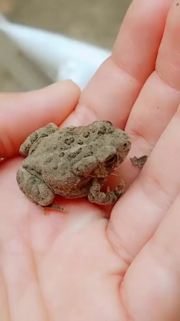 Fred!!?? Comment if you are scared to pick up a toad or if you are not????