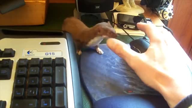 The adorable desk weasel