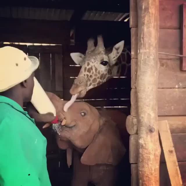 Giraffe wants some milk too ????