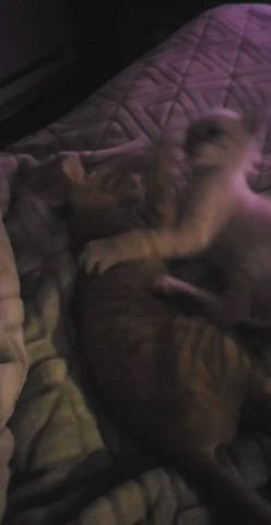 kitten kitty wrestling clip