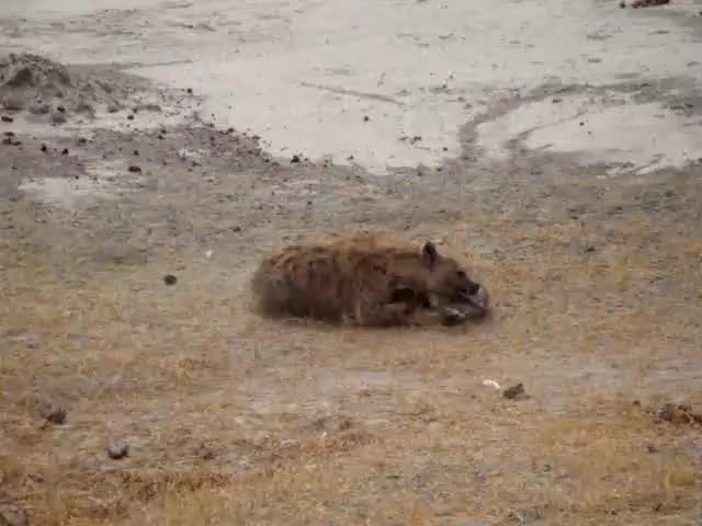 Warthog screaming as its leg gets ripped off by a Hyena