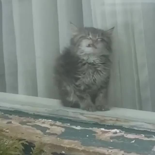 Cat sleeping on a window