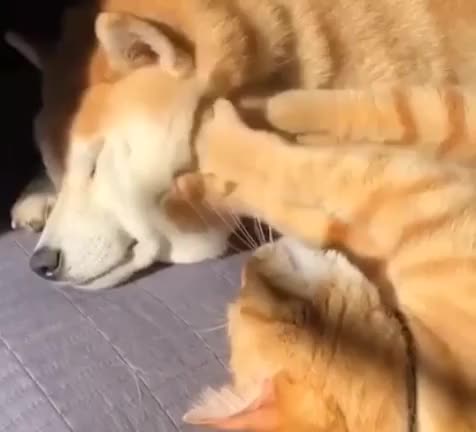Cat interrupting shiba's nap