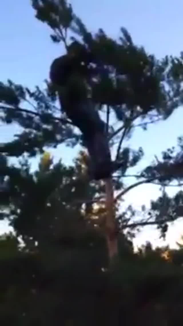 This is why you don't drink and climb trees
