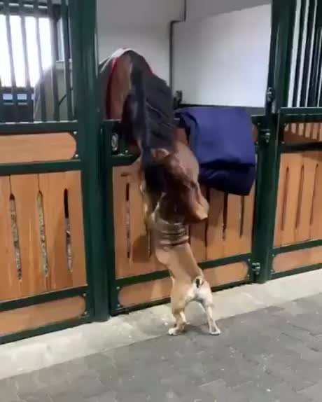 Horse has endless patience for his new friend