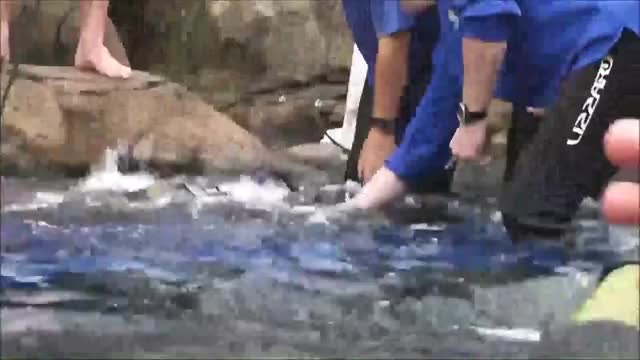 Shark Attacks Scuba Diver In Aquarium *GRAPHIC*