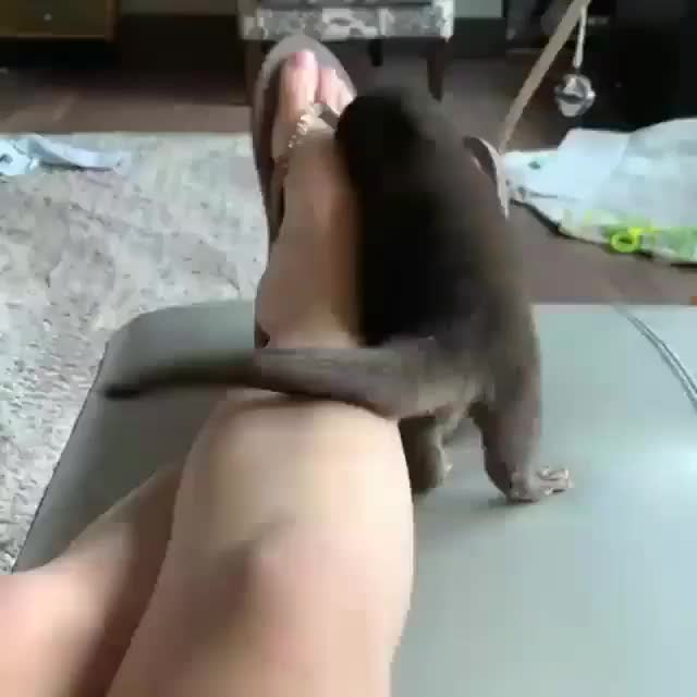 Squeaky otter