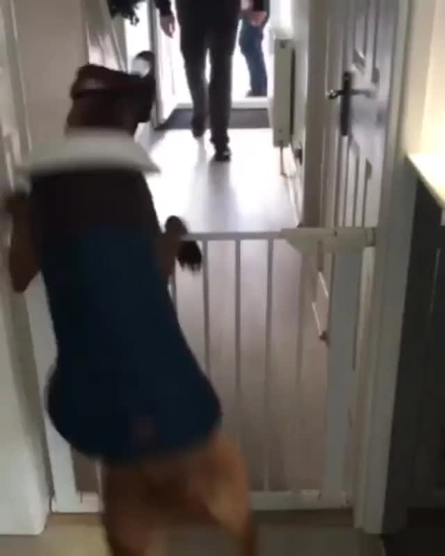 When your favorite hooman returns home.