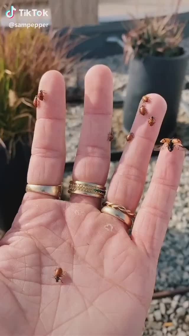 Take a minute to relax and watch me release 1500 ladybugs I bought on amazon relax