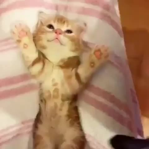 Kitty gets tucked into bed