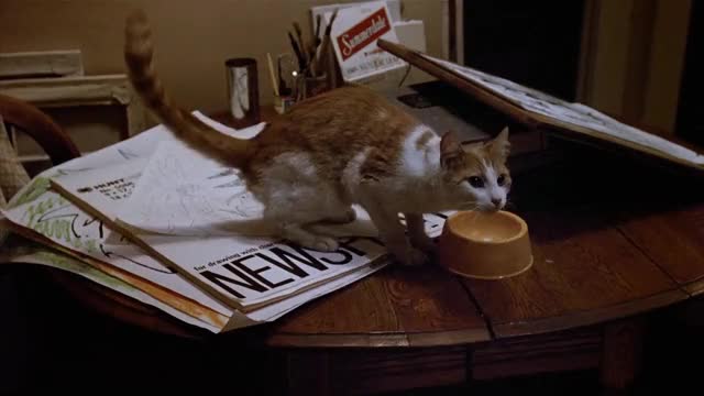 Friday-the-13th-Part-2-1981-GIF-00-11-40-cat