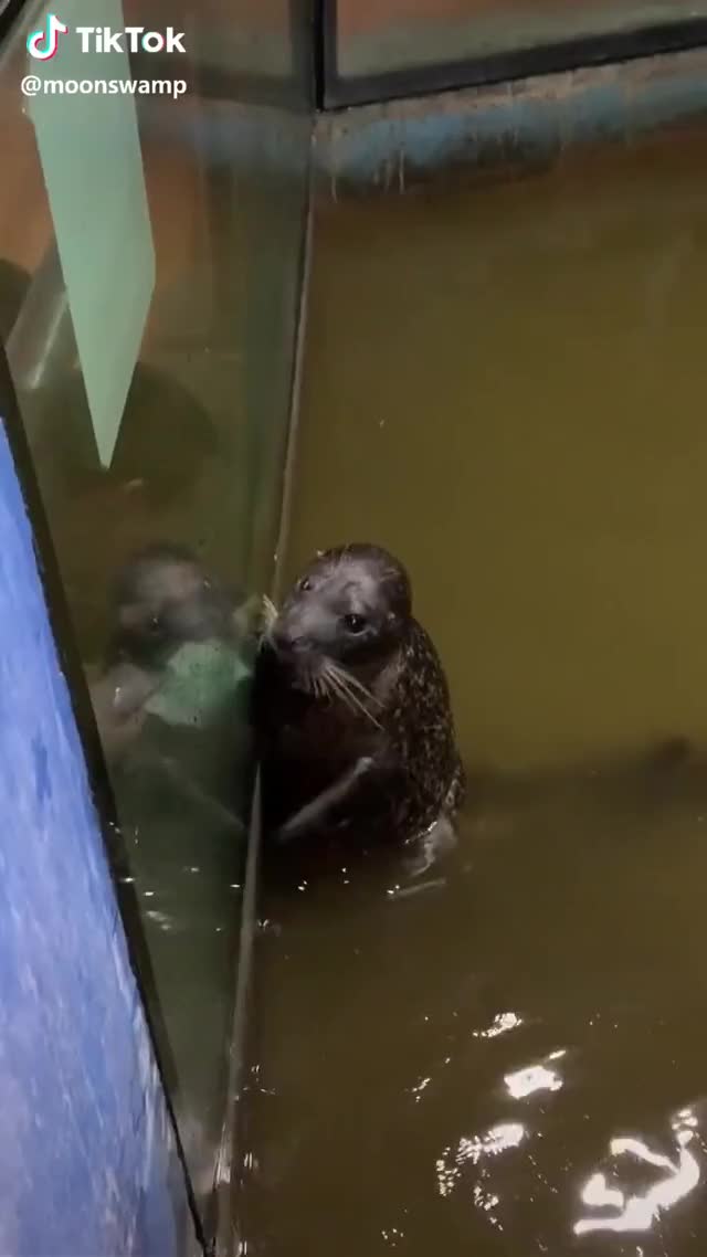 Let’s duet with this seal. #duet #seal #fun #funny #omg #lol #wow #tiktok #haha