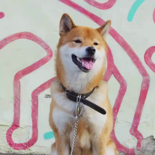 Tofu-chan believes in you