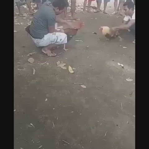 Cock kills another Cock in a Cock fight