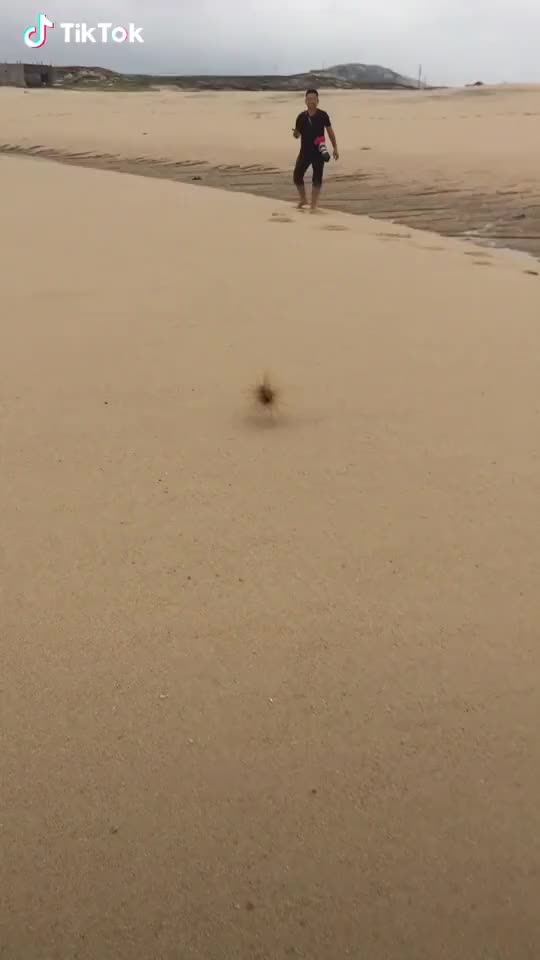 Running sea urchin