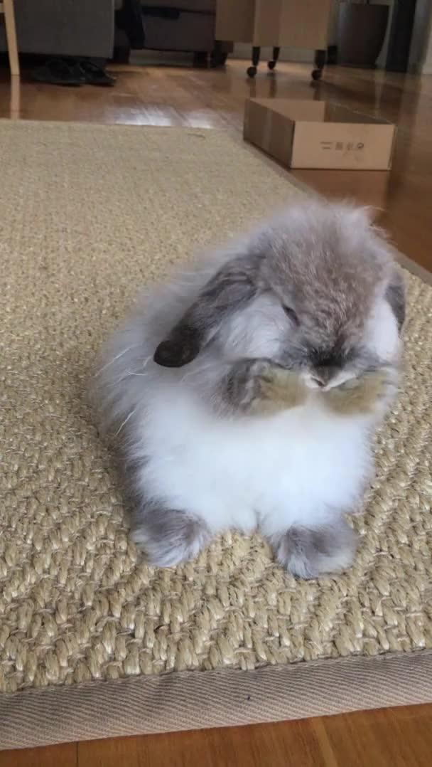 My bunny Aragorn cleaning his face :)