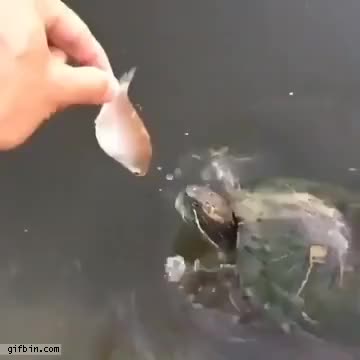 fish-almost-bites-turtle-39-s-head