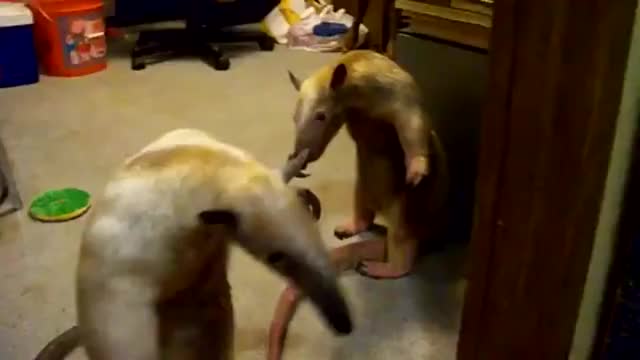 Anteater hit and run.
