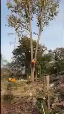 Tree trim fail