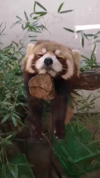? This sleepy red Panda