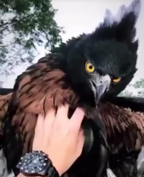 Black and chestnut eagle