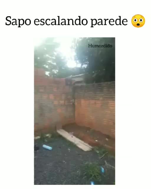 sapo