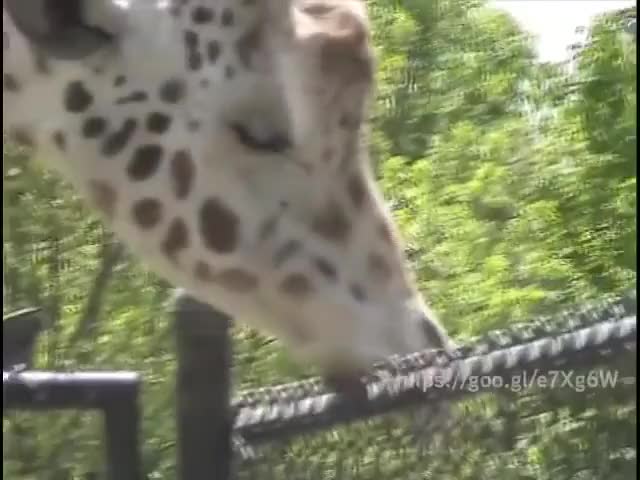 Giraffe sucking a pole