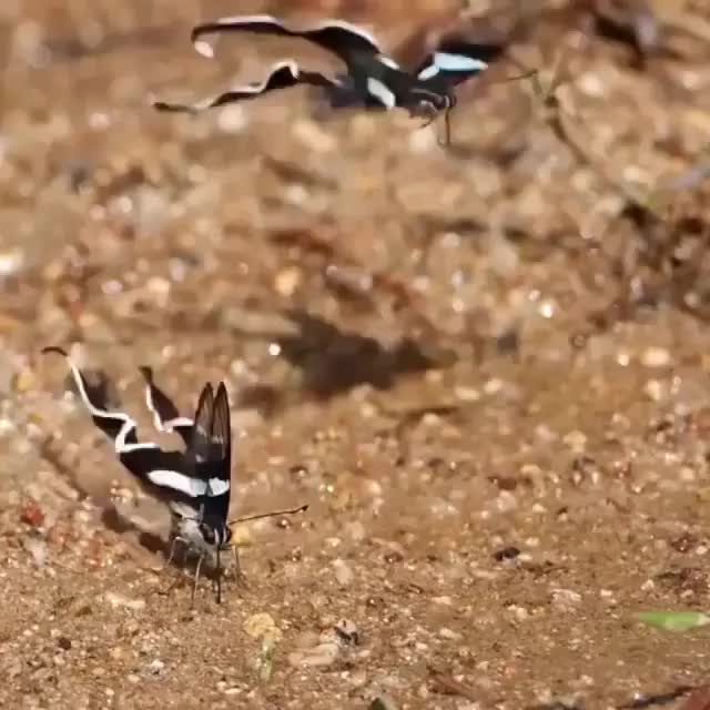 Green dragon tailed butterflies