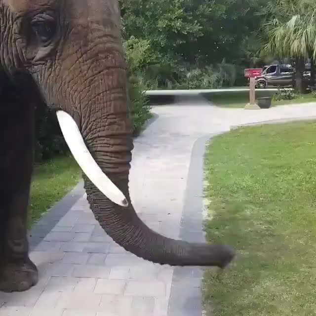 에로 코끼리