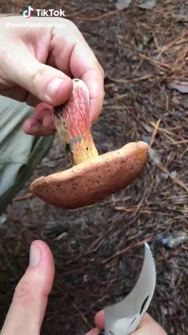 Bolete #oxidation #mushroom #trippy #mushrooms #nature #outdoors #forest #bitter