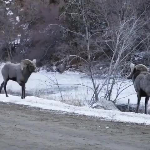 Standoff Between Two Bighorn Sheep