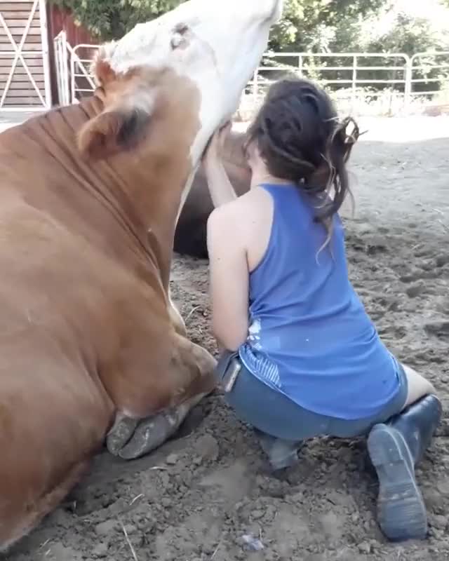 Happy cow gets neck scritches at Freedom Farm Sanctuary